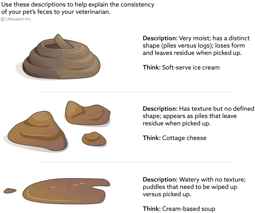 what-is-the-difference-between-vomiting-and-regurgitation-in-dogs